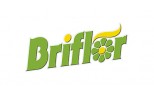 Briflor